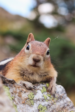 A curious squirrel with large, dark eyes and perky ears is peering over a lichen-covered rock. The background is blurred, suggesting a natural setting, likely a forest or park.