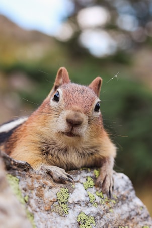 A curious squirrel with large, dark eyes and perky ears is peering over a lichen-covered rock. The background is blurred, suggesting a natural setting, likely a forest or park.