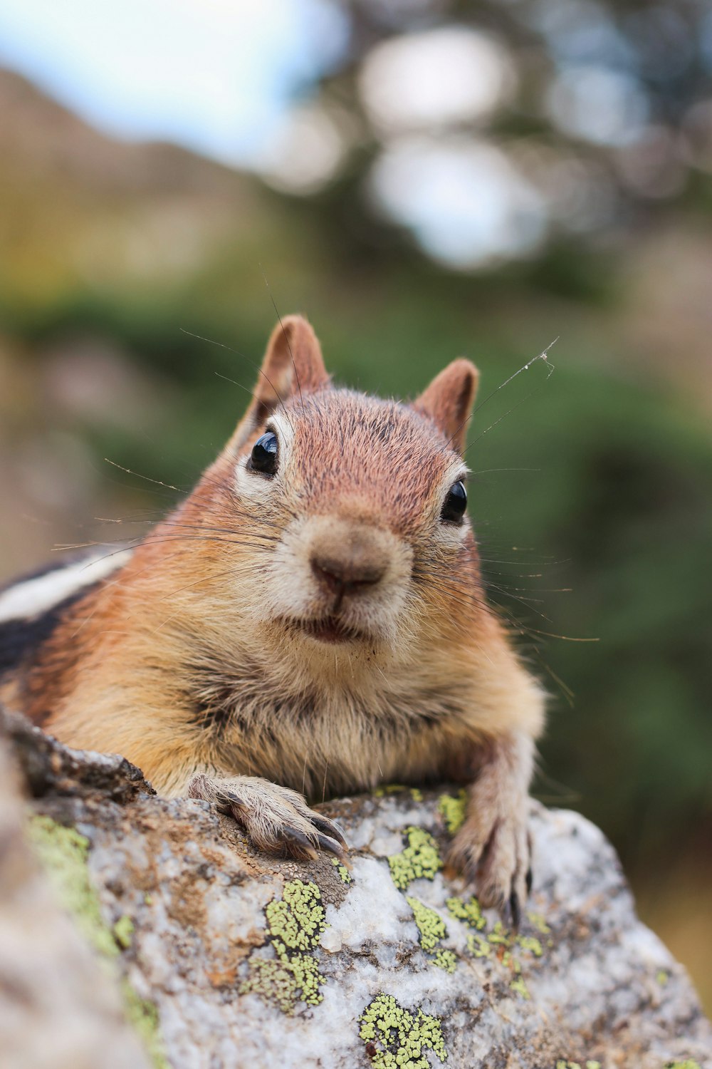 a close up of a squirrel on a rock
