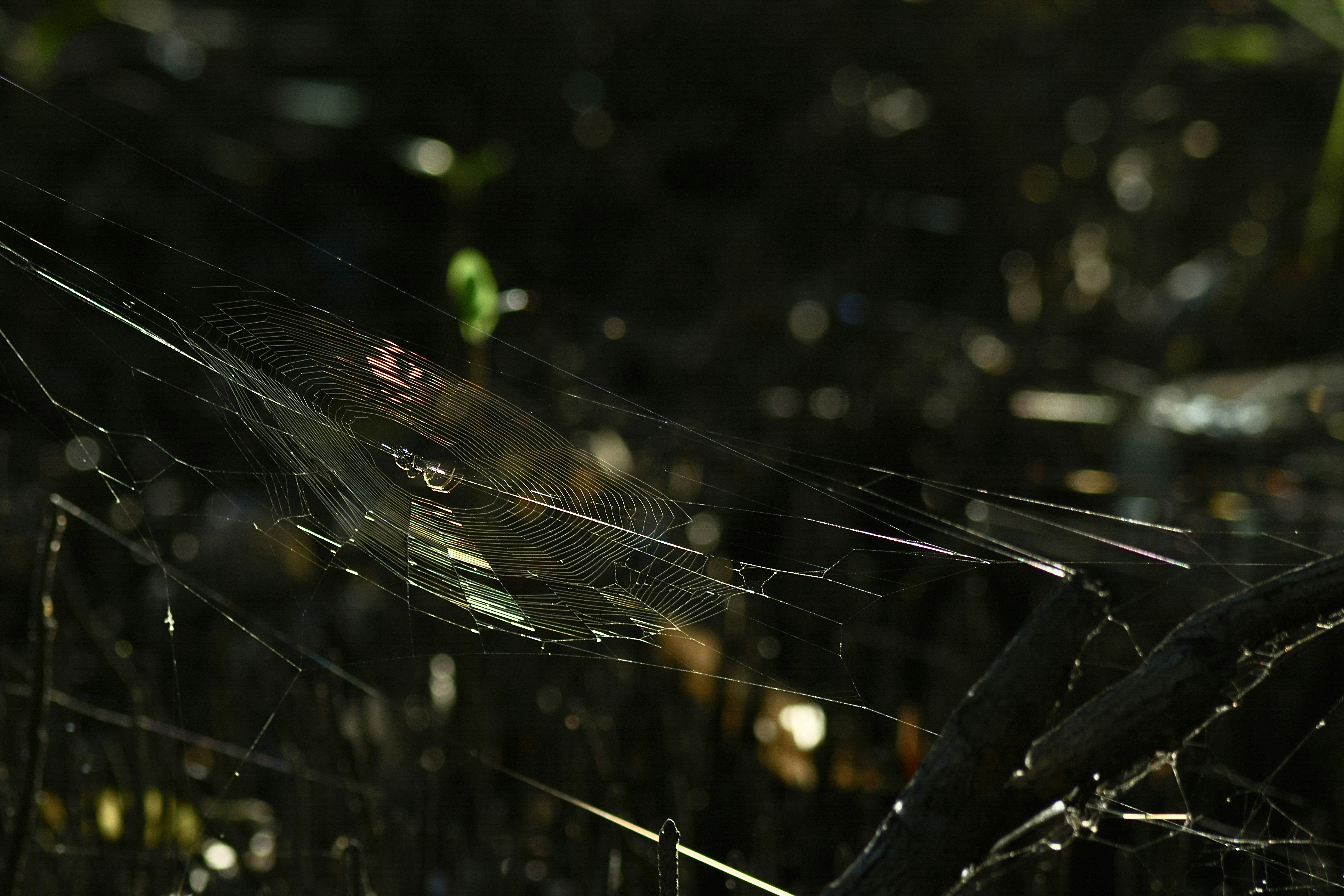 a spider web in the middle of a field