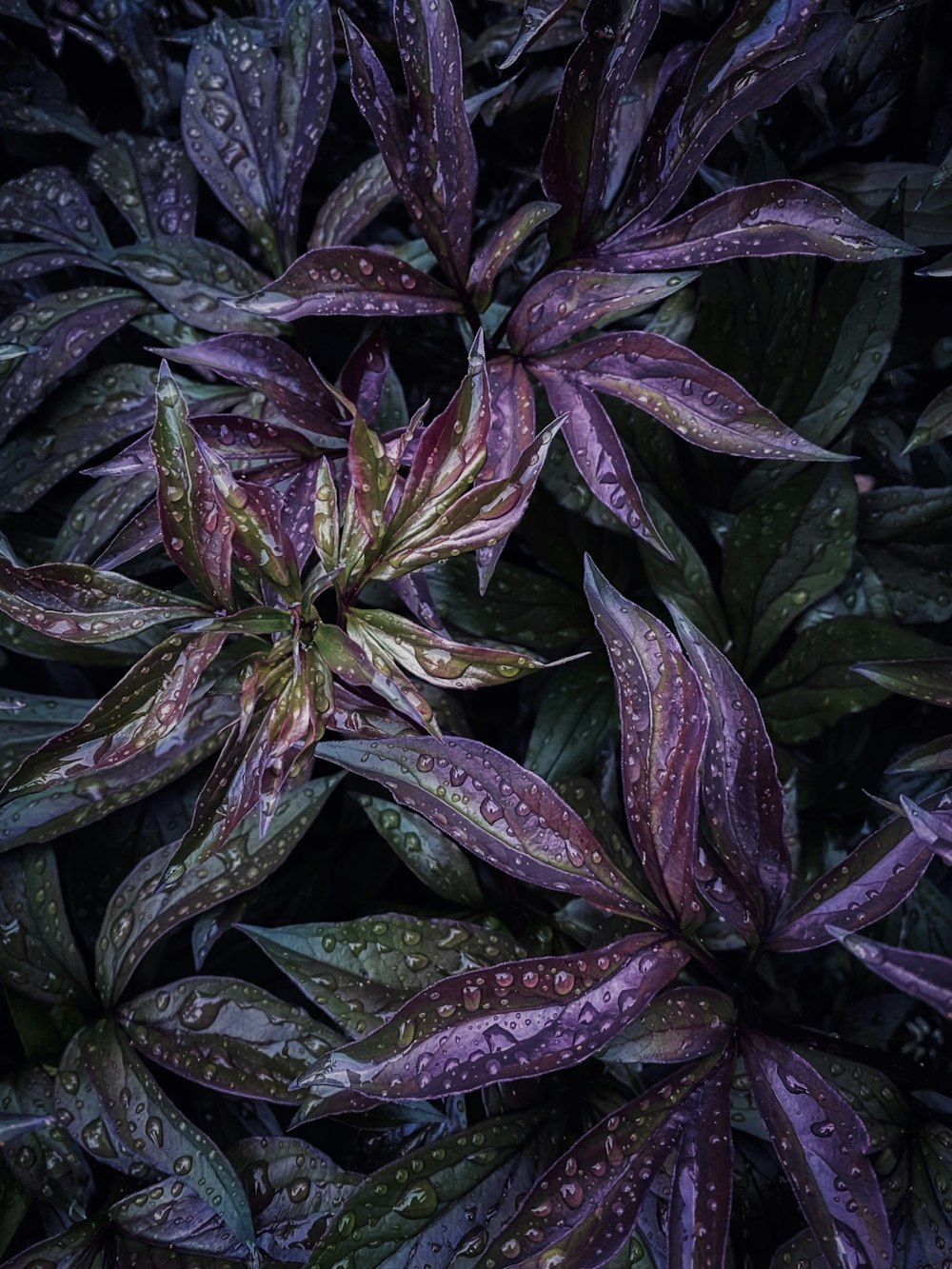purple leaves with water droplets on them
