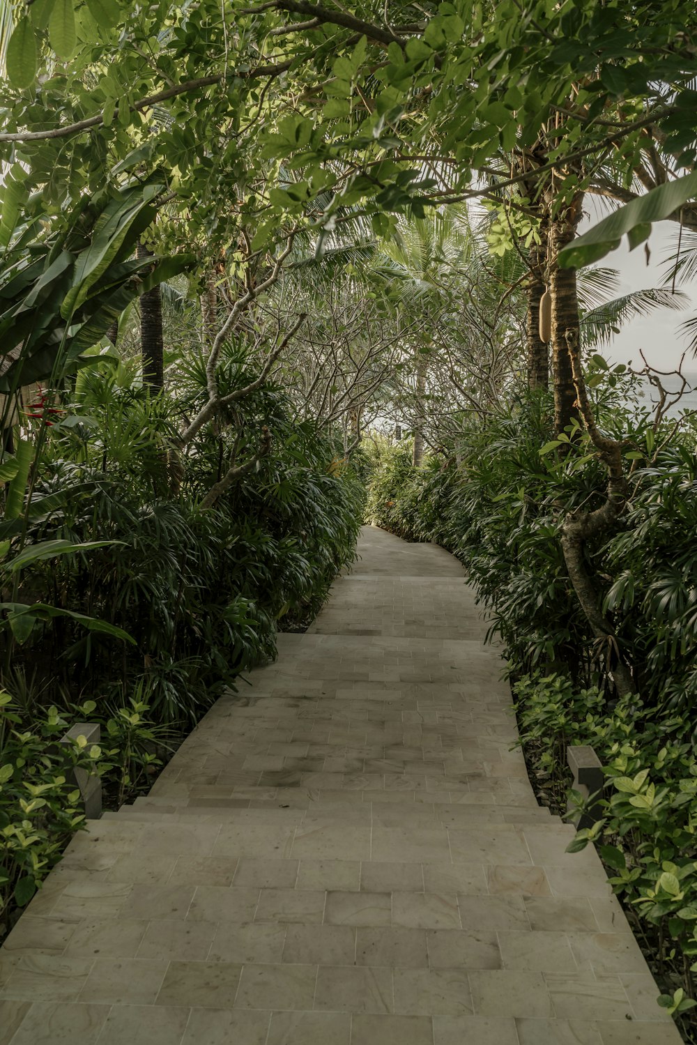 a walkway in the middle of a tropical forest