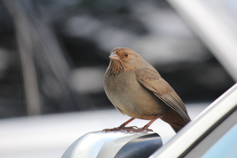 a bird perched on the side of a car
