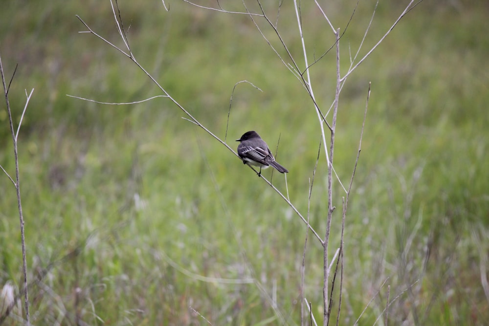 a small bird sitting on top of a tree branch