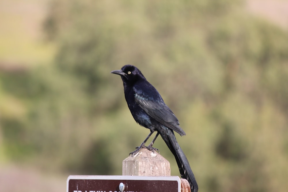 a black bird sitting on top of a sign