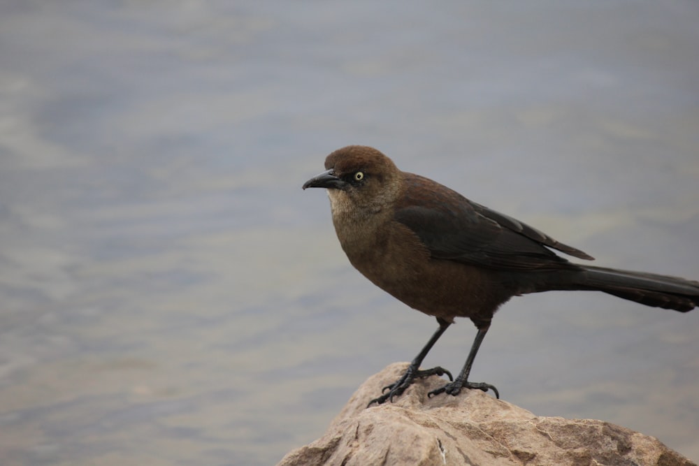 a brown and black bird sitting on top of a rock