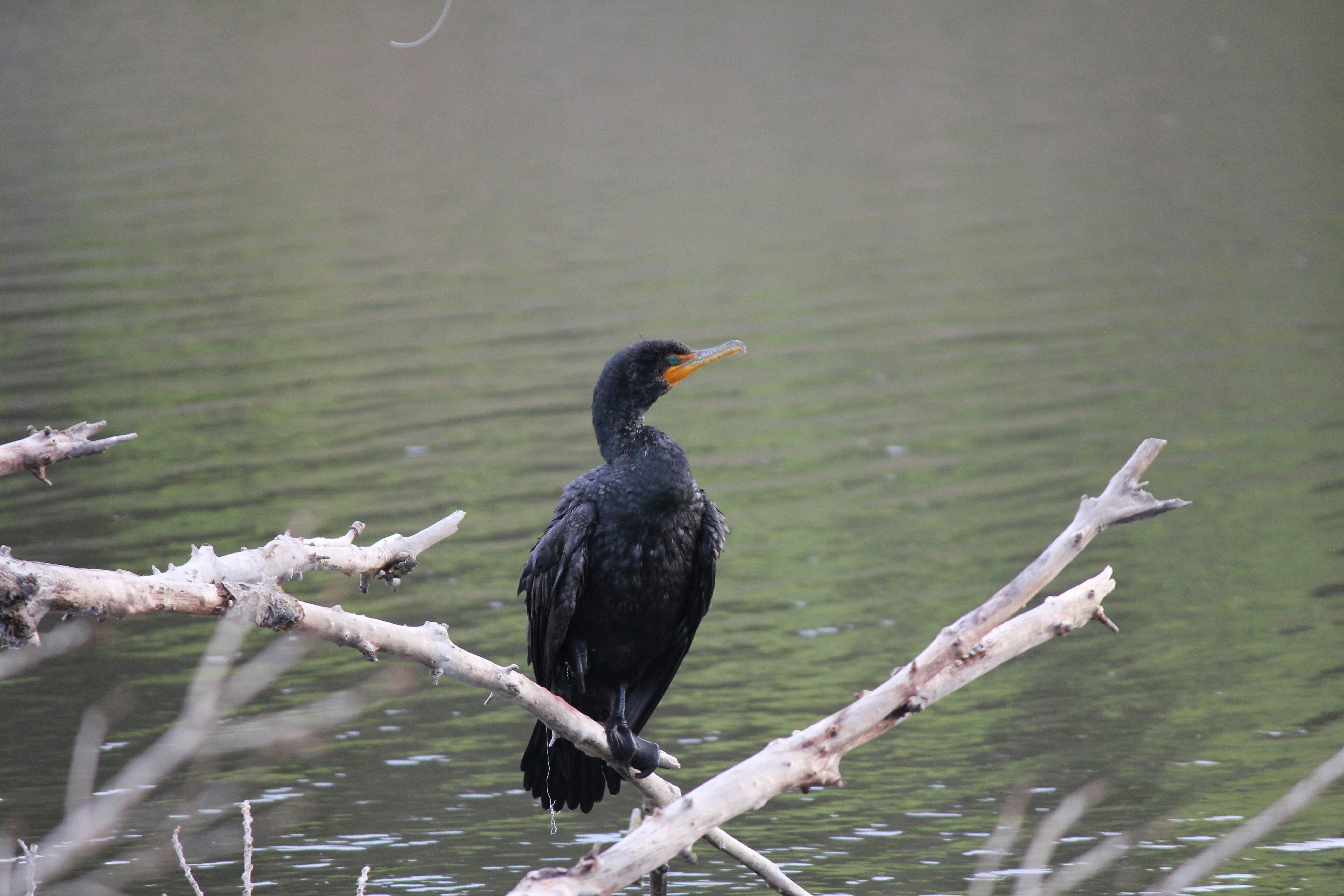 Photo by anishlk