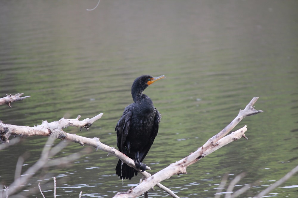 a black bird sitting on a branch in the water