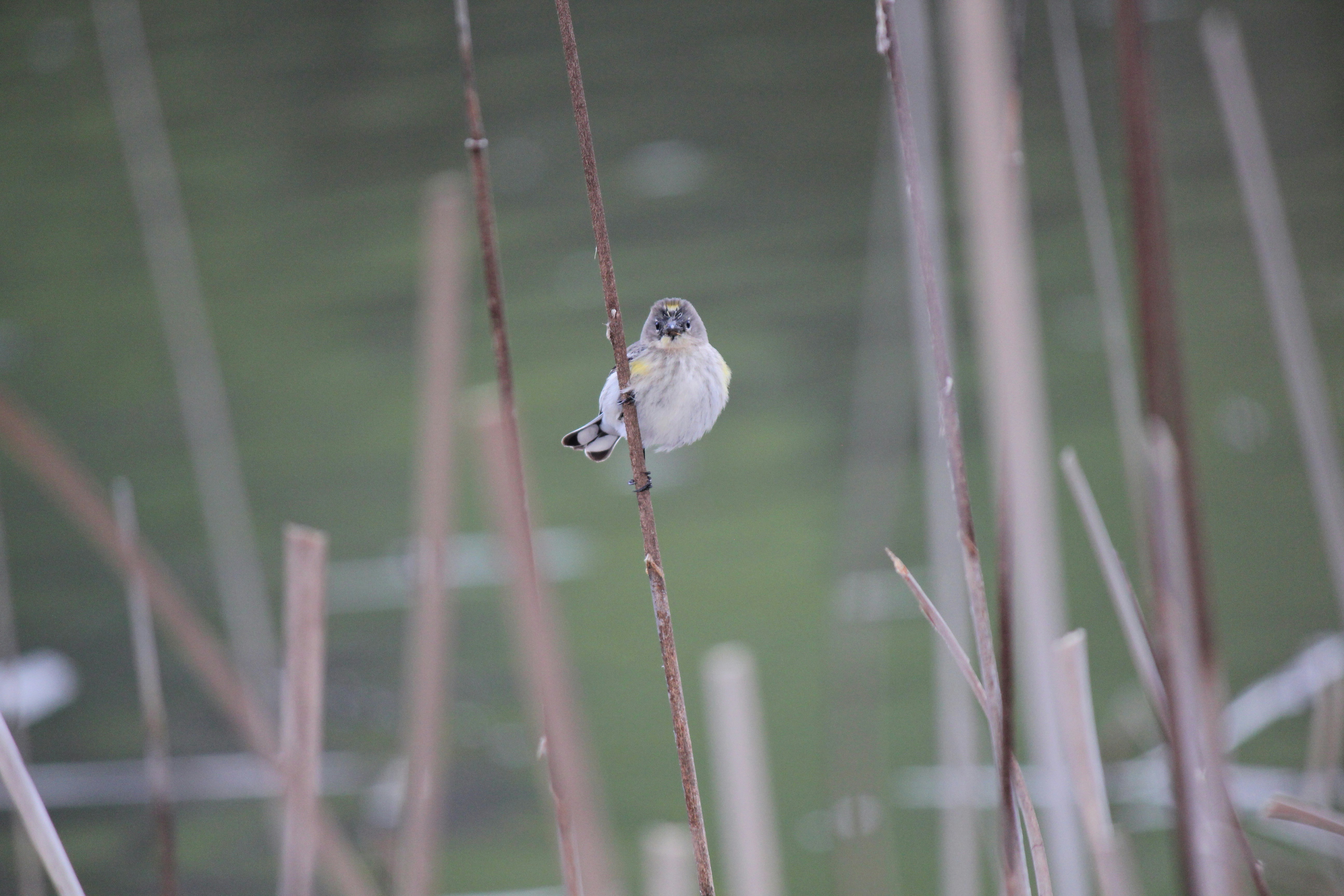 Photo by anishlk