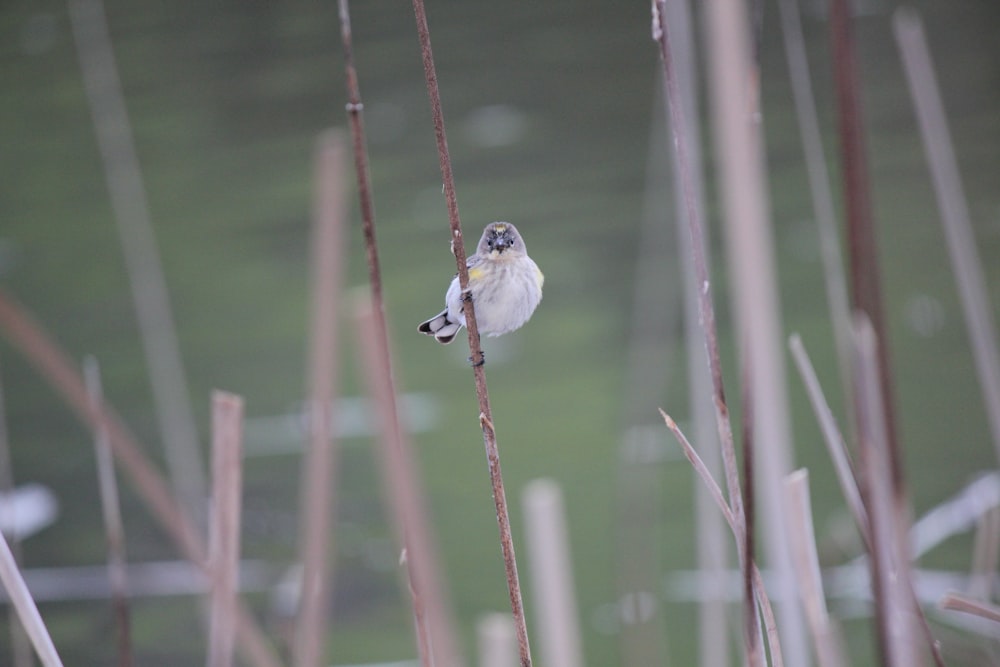 a small bird perched on a thin thin branch