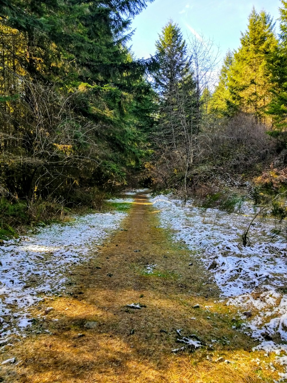 a path in the middle of a snowy forest