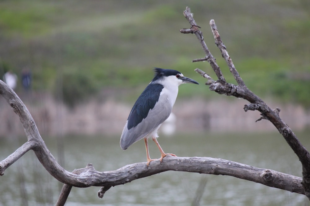 a black and white bird sitting on top of a tree branch