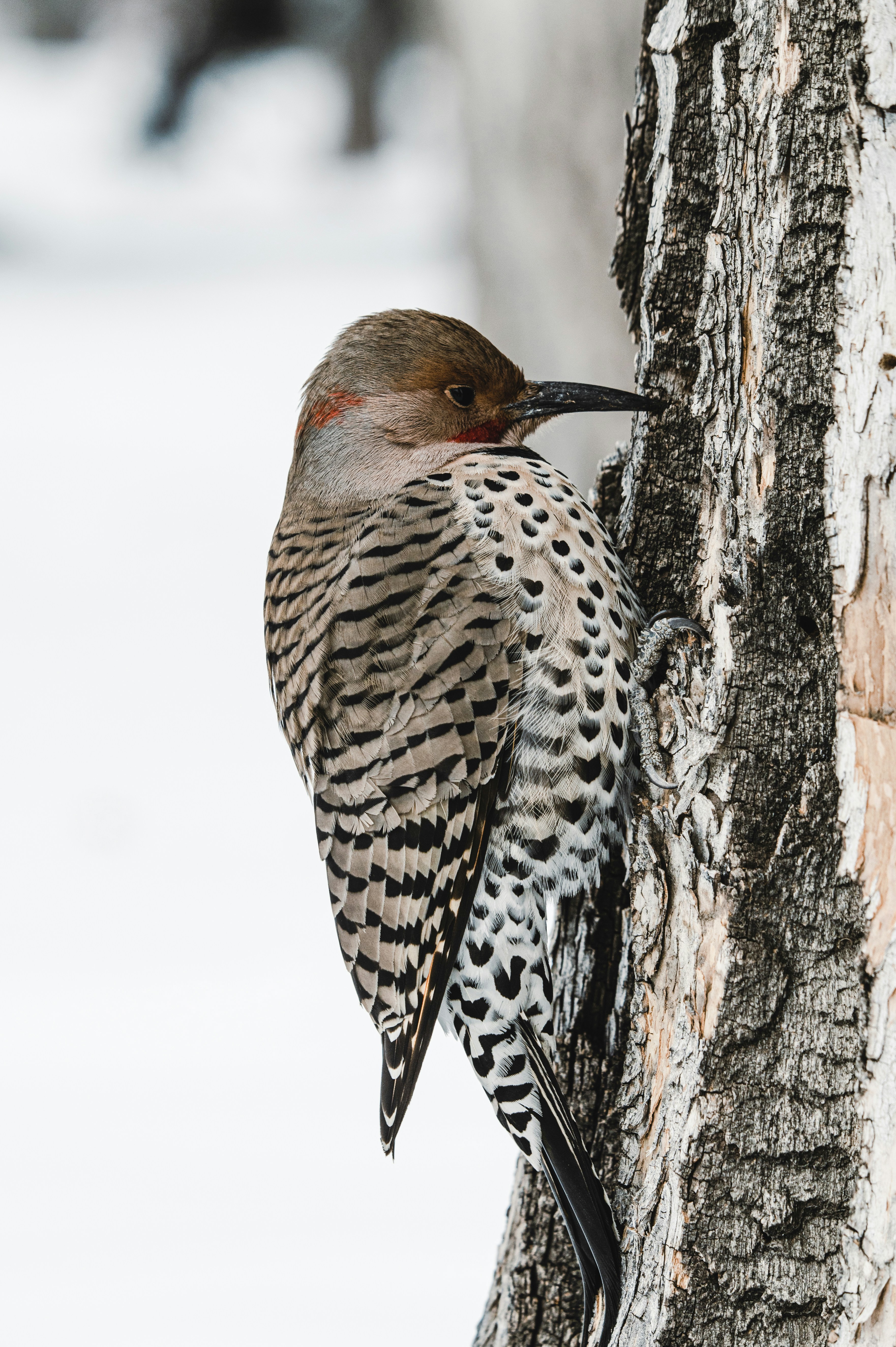 a bird that is sitting on a tree