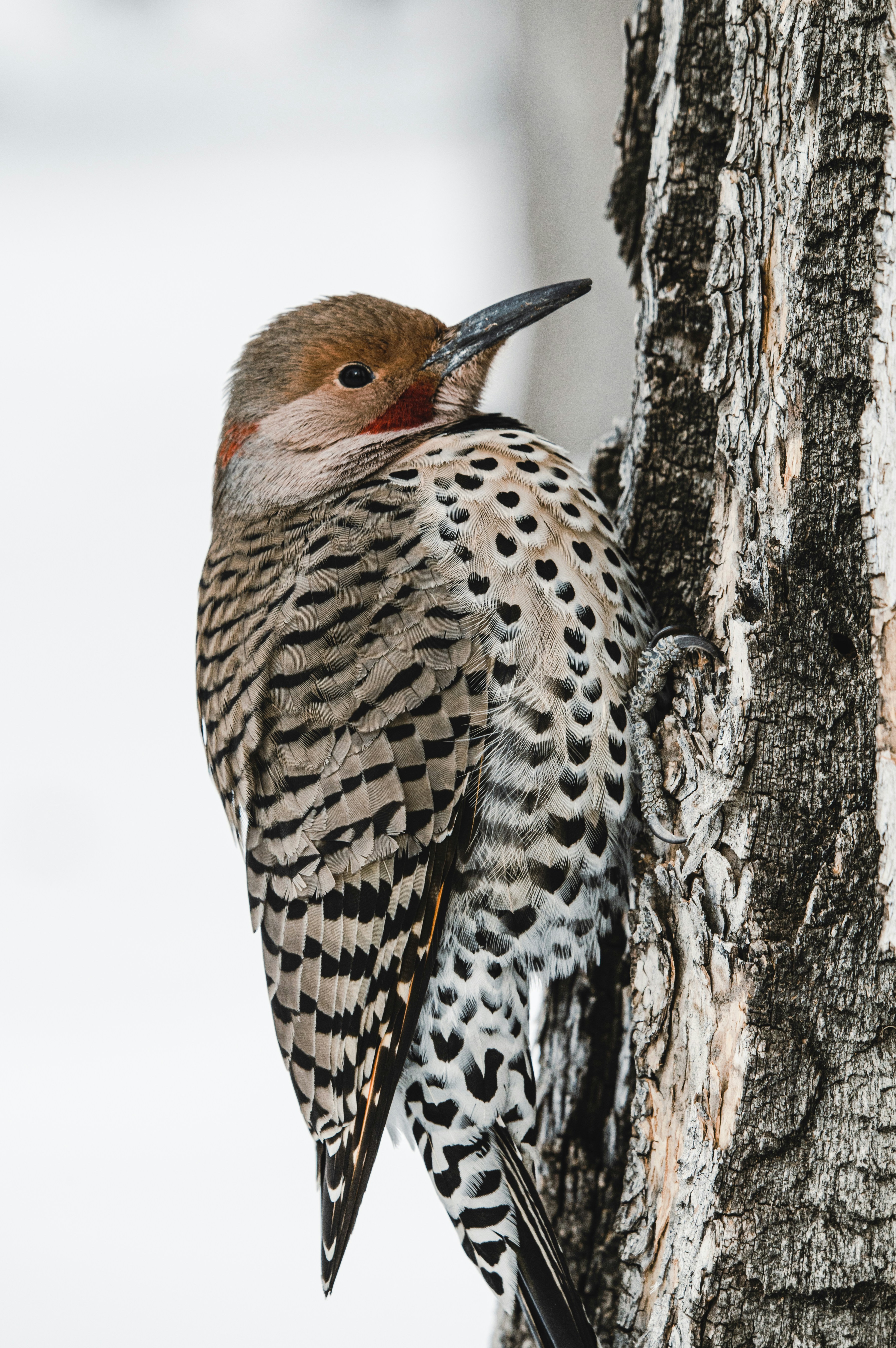a bird that is sitting on a tree