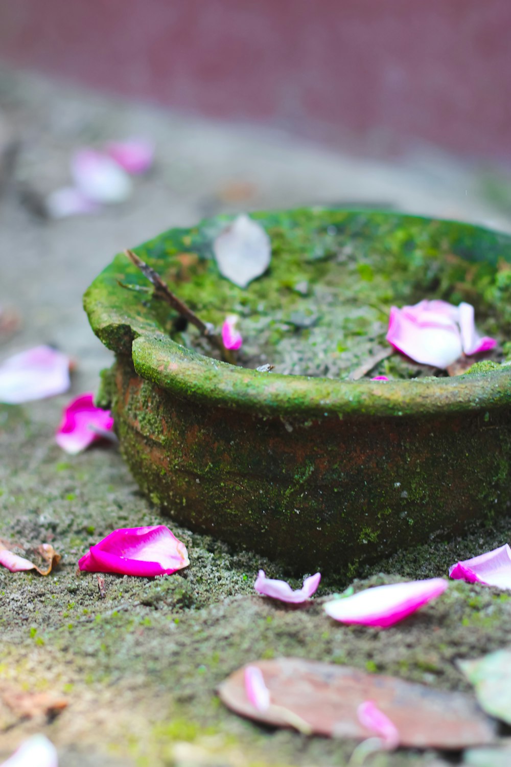 a green bowl with pink petals on the ground