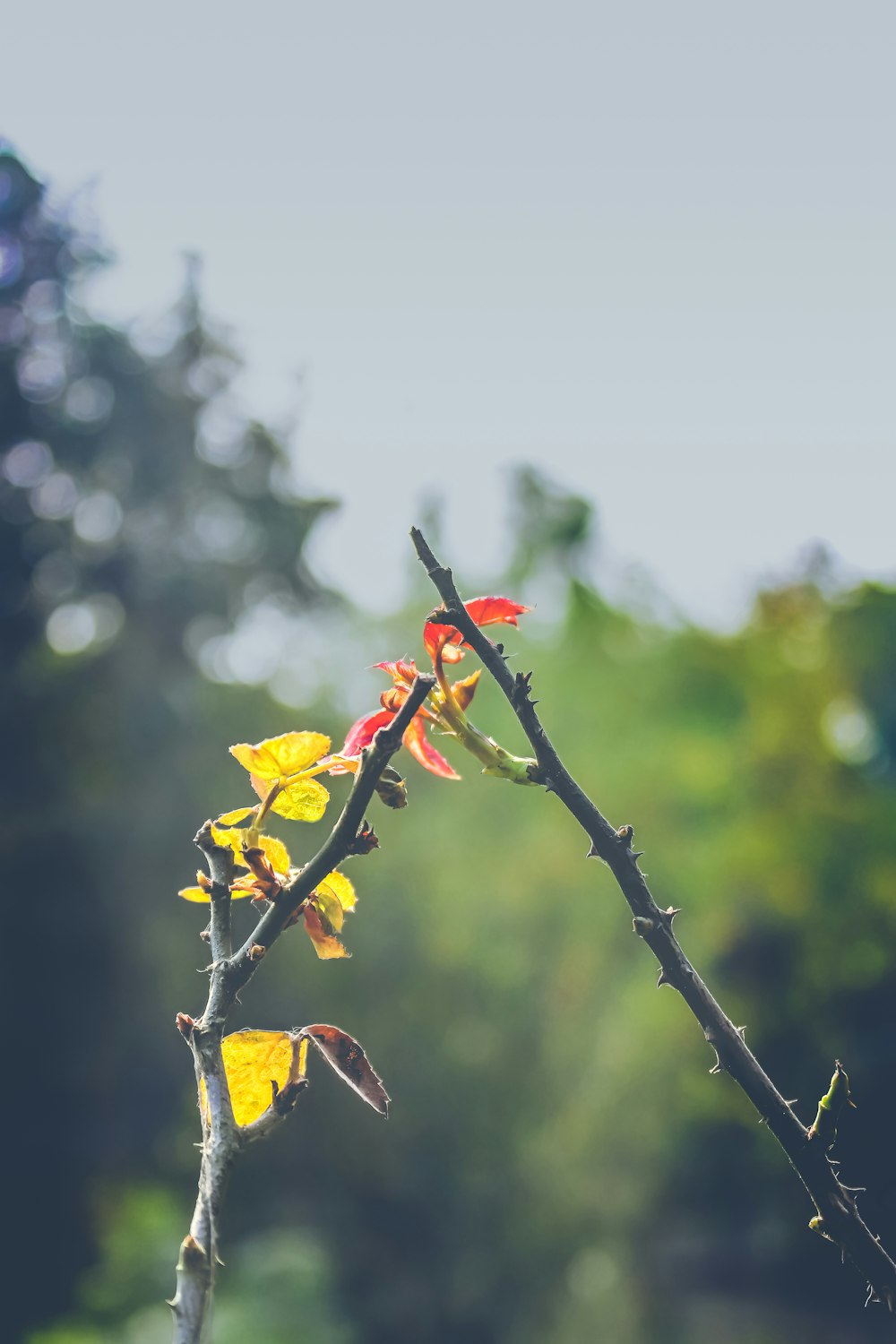 a tree branch with yellow and red flowers