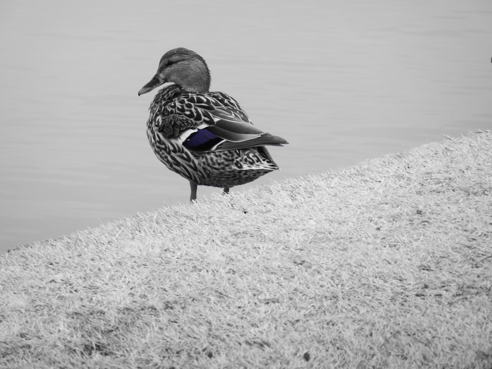 a black and white photo of a duck on the edge of a body of water
