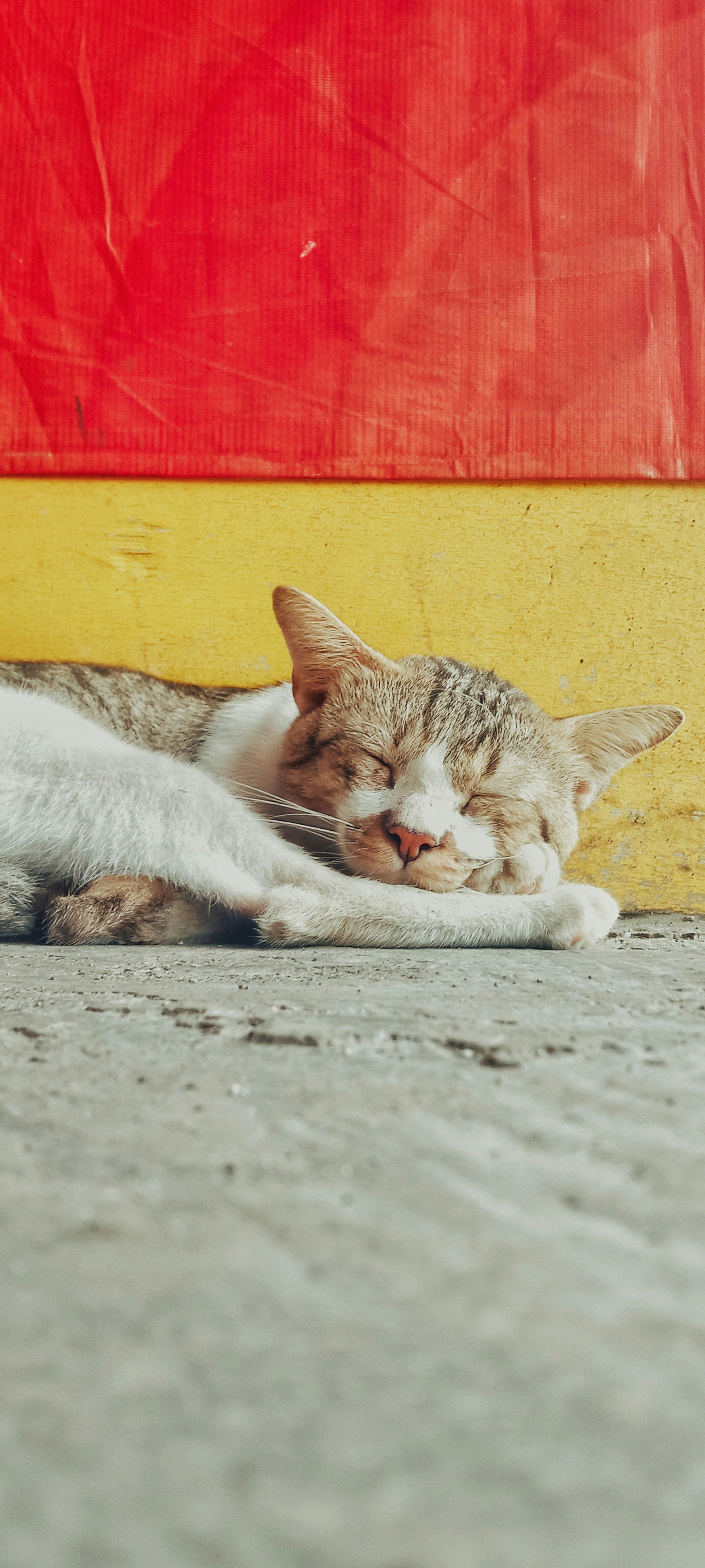 a cat laying on the ground next to a red and yellow wall