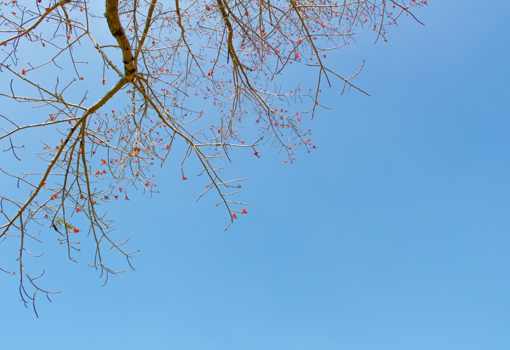 the branches of a tree against a blue sky