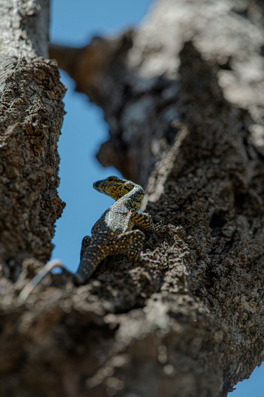 a small bird perched on the side of a tree