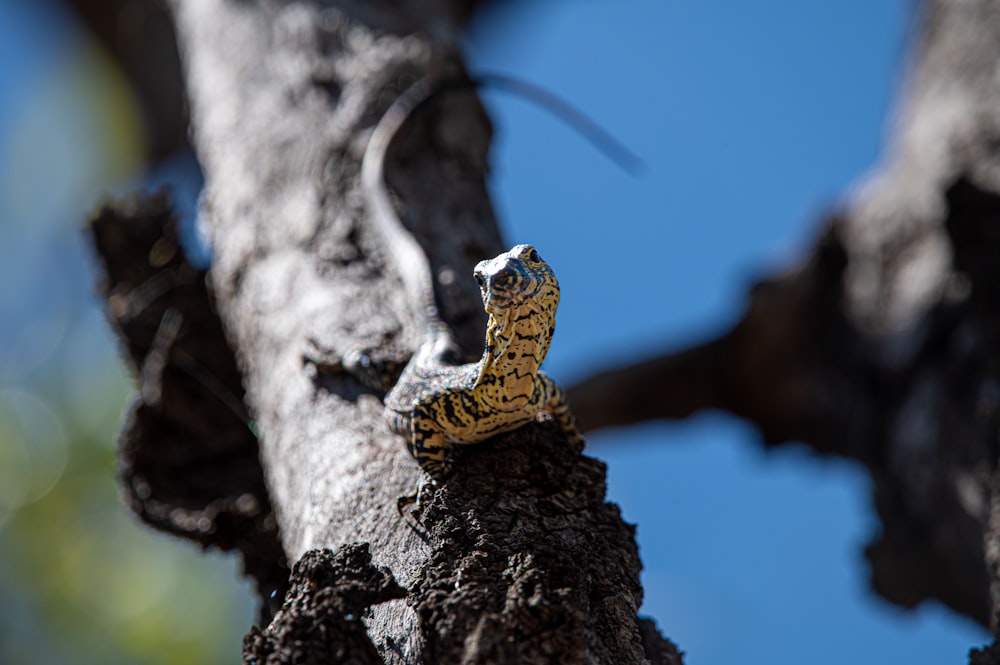 a yellow and black snake on a tree branch
