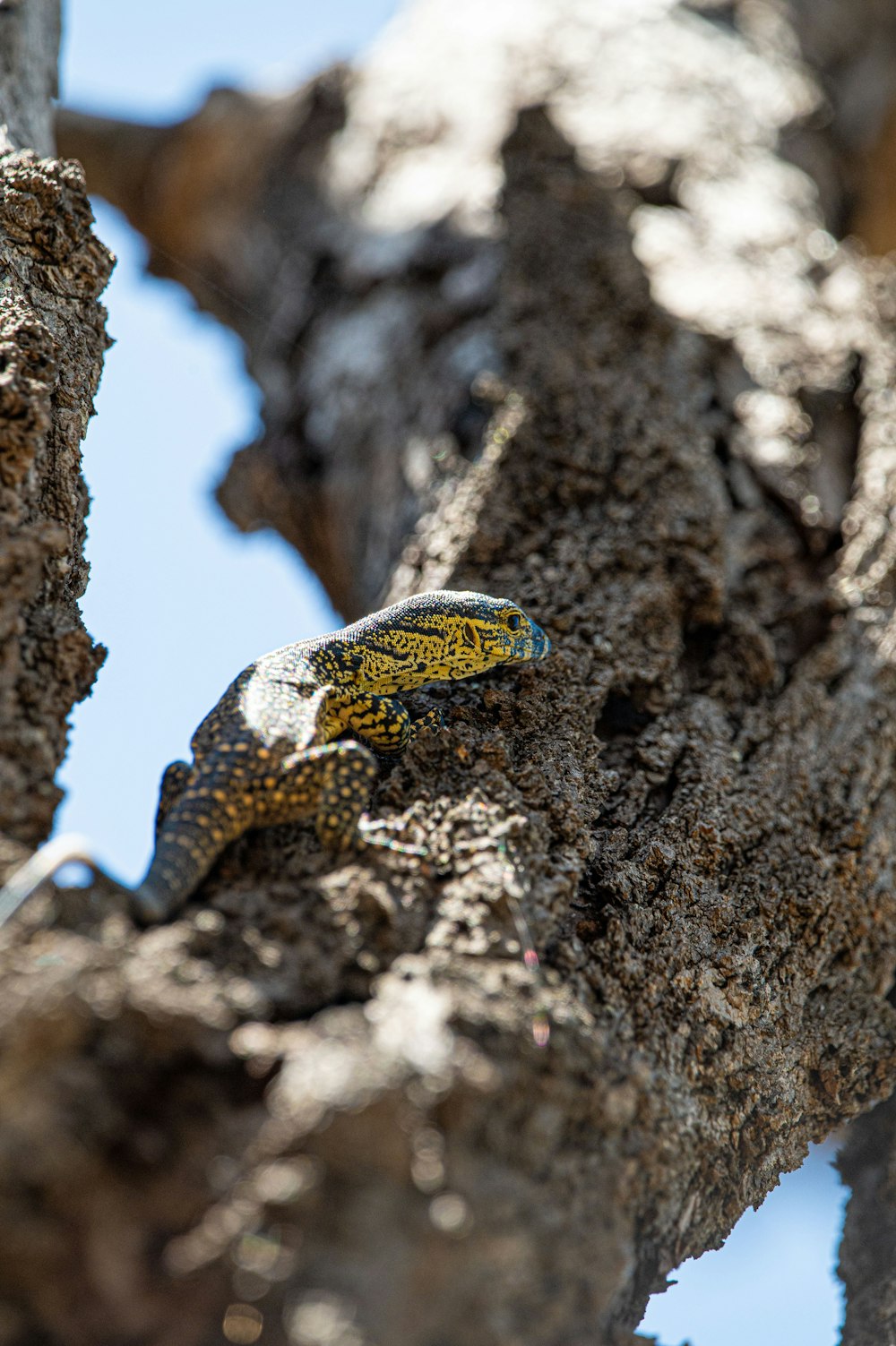 a lizard is sitting on a tree branch