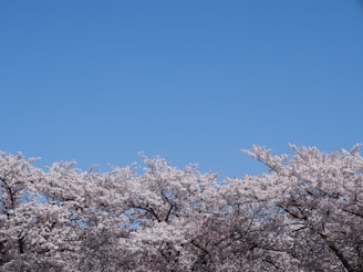 A serene landscape of cherry blossoms in full bloom.