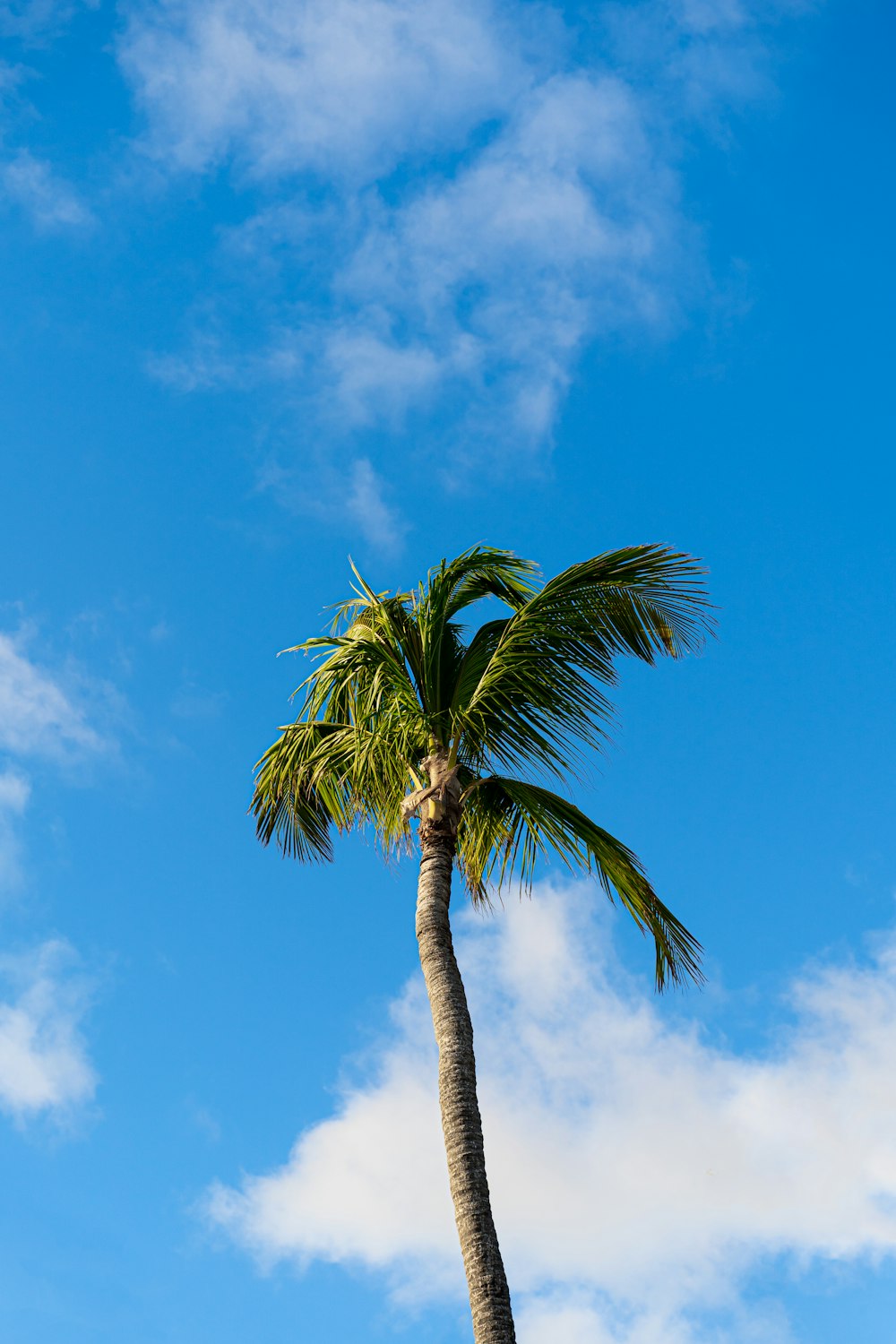 a palm tree with a blue sky in the background