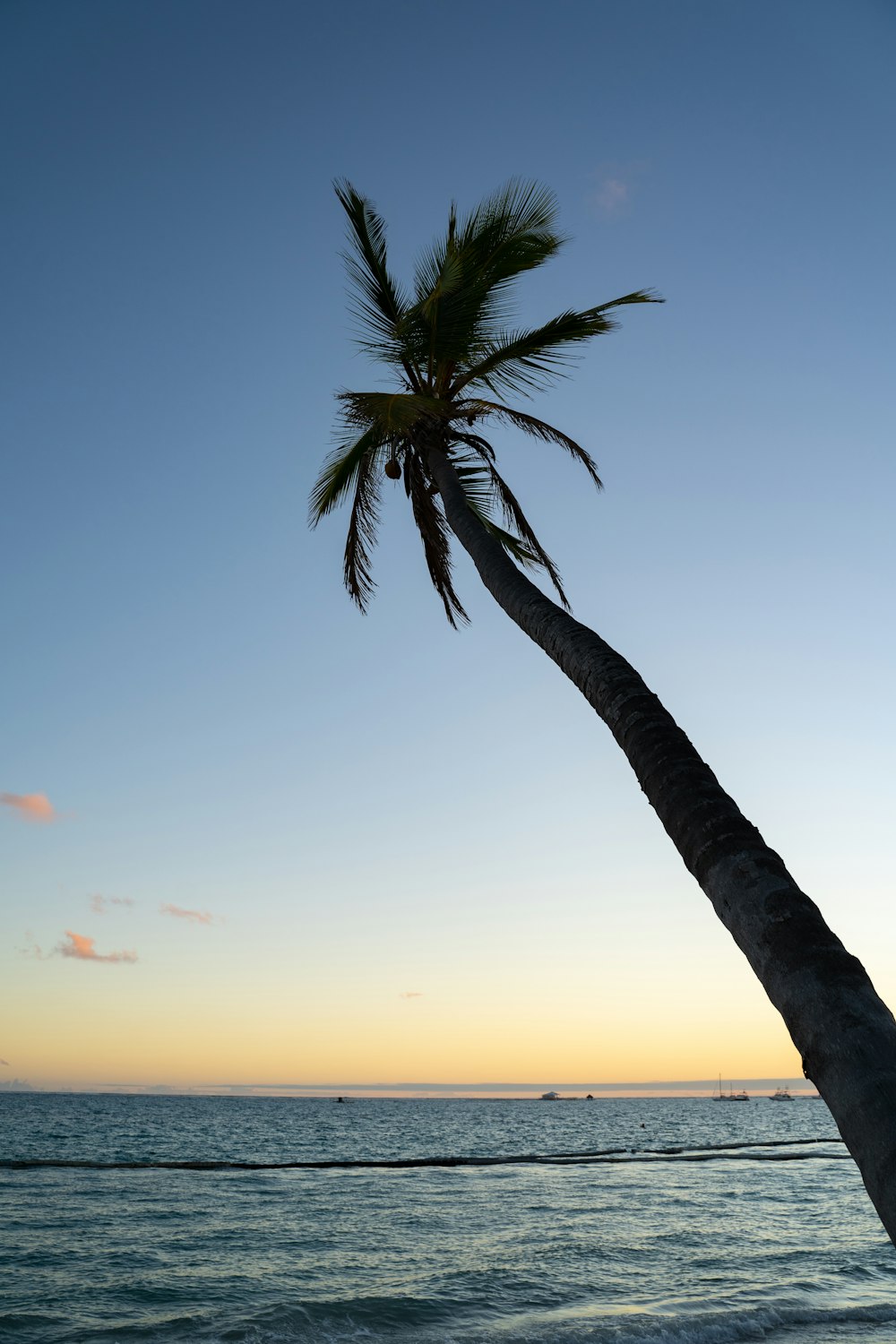 a lone palm tree on the beach at sunset