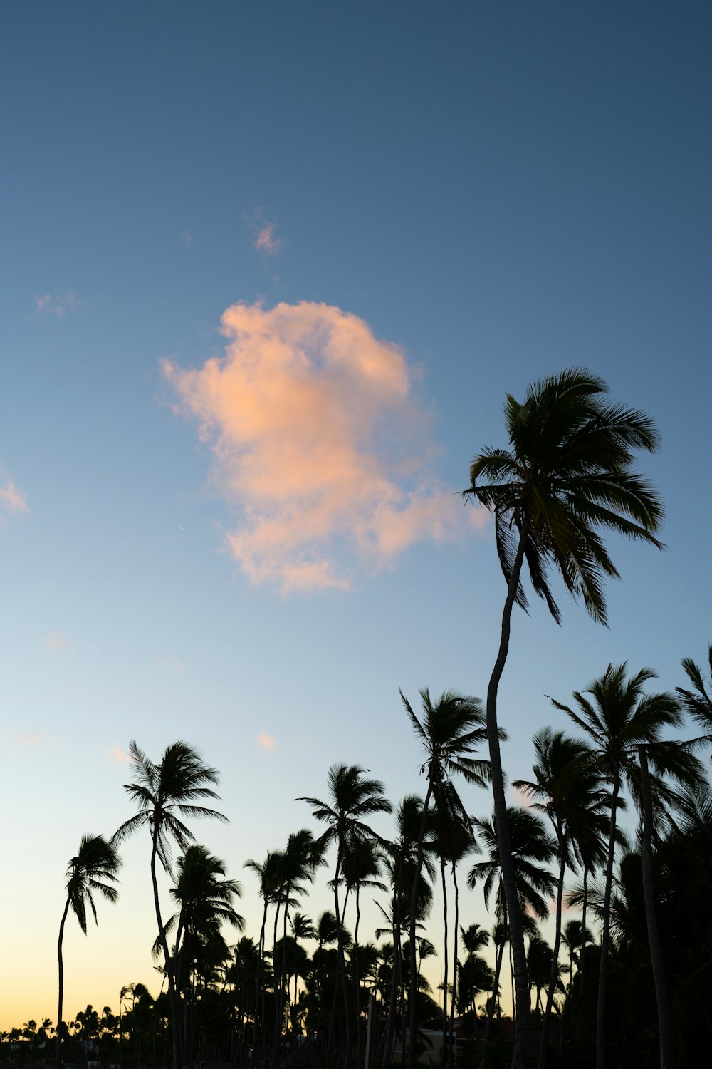 a group of palm trees with a pink cloud in the sky