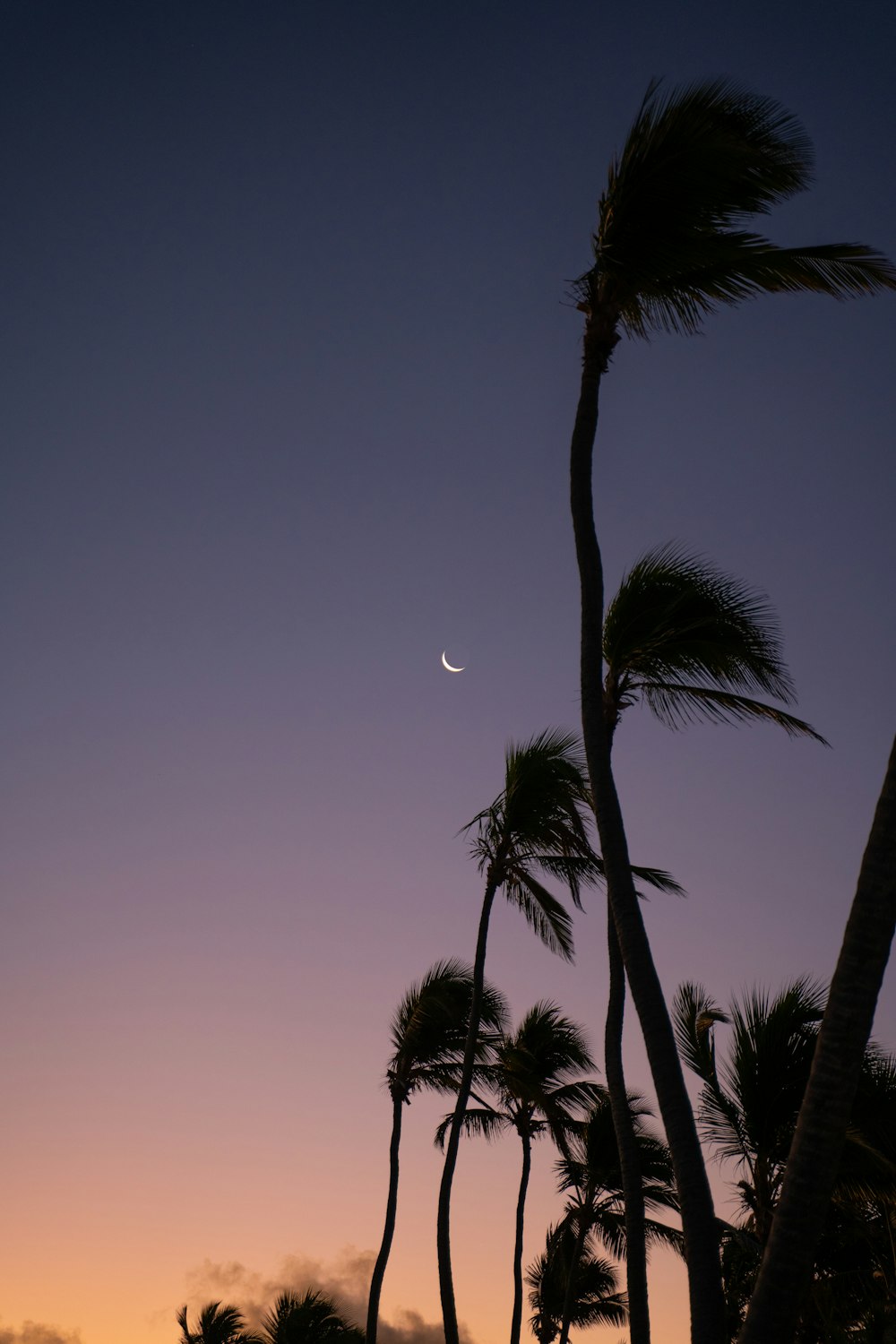 palm trees and the moon in the sky