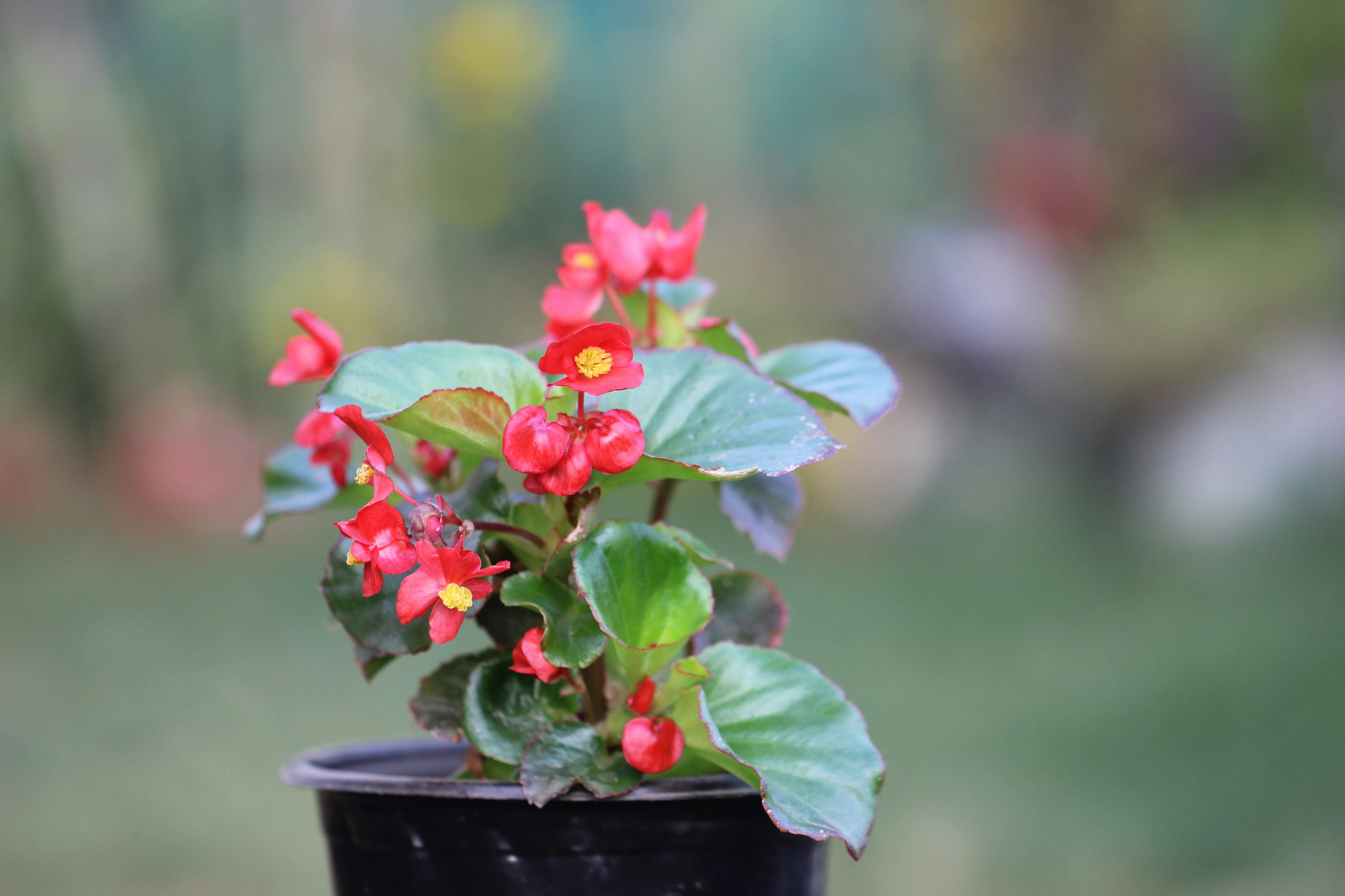 Eine kleine rote Blume in einem schwarzen Topf