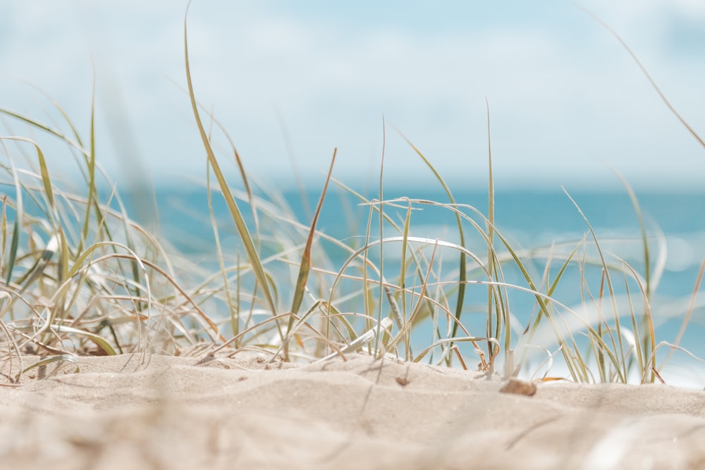 Una foto borrosa de hierba en una playa