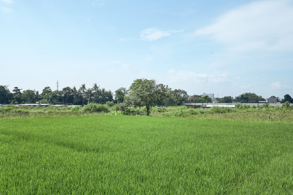 a large field of green grass with trees in the background