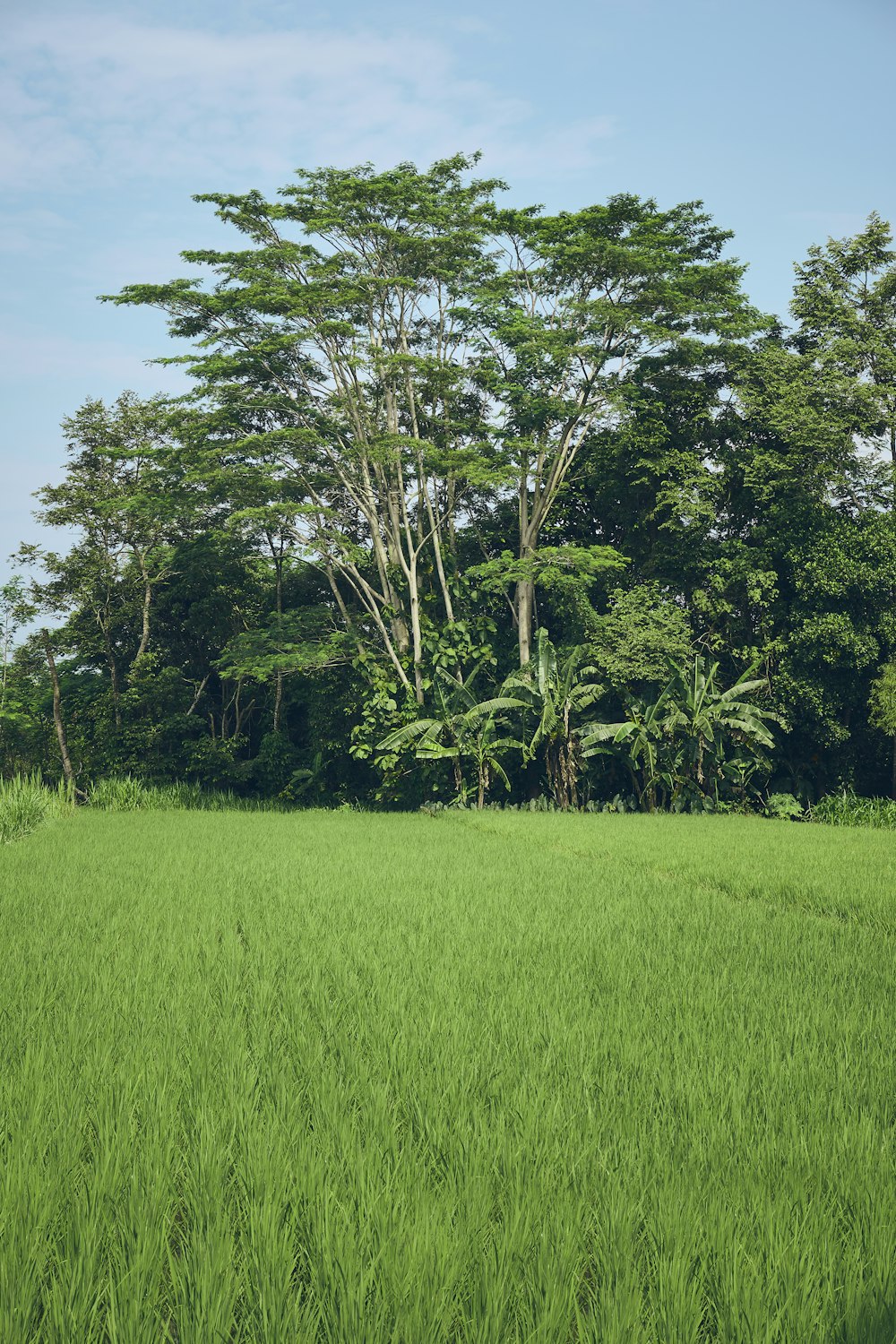 a lush green field with trees in the background