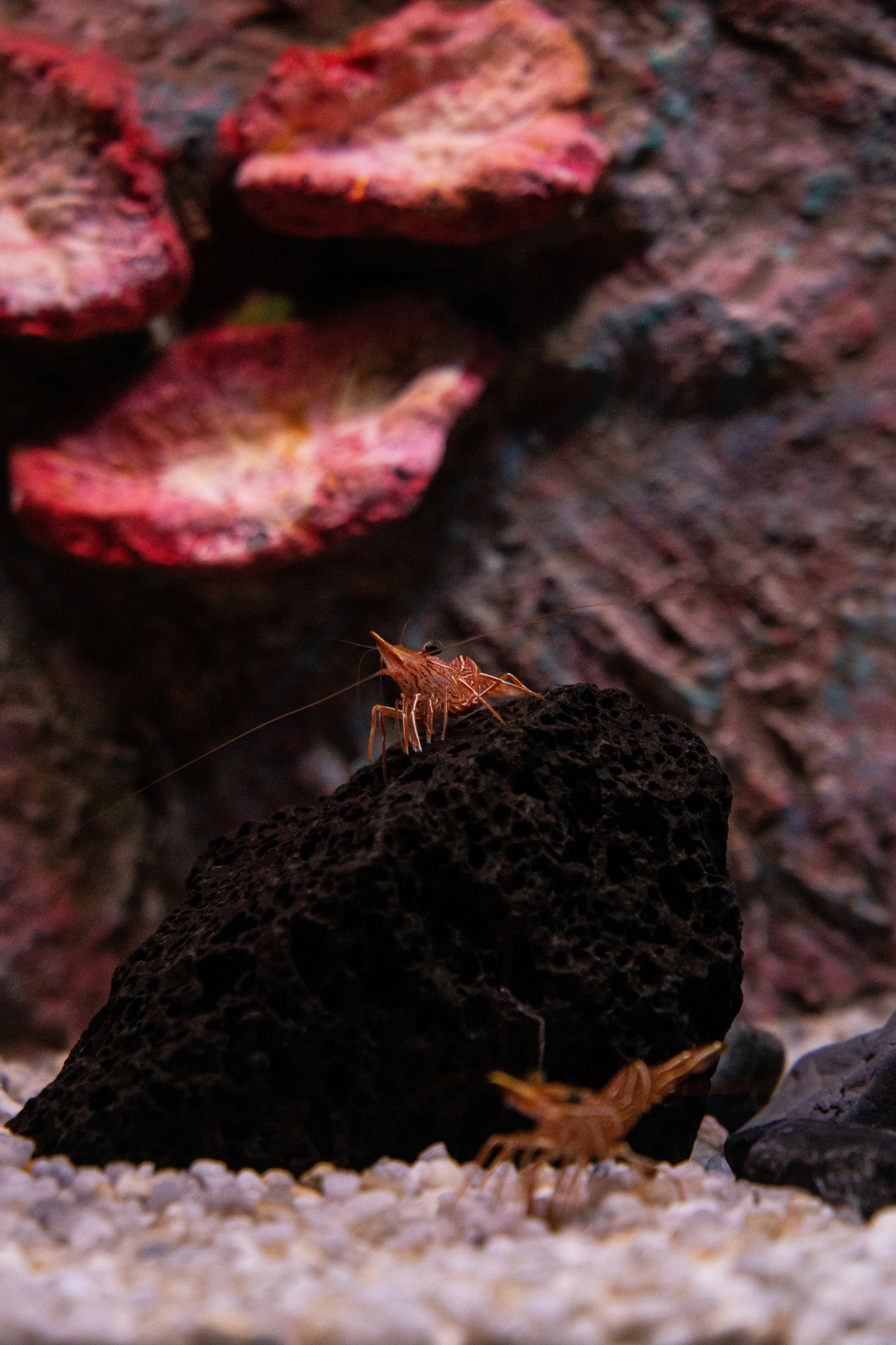 a close up of a small insect on a rock