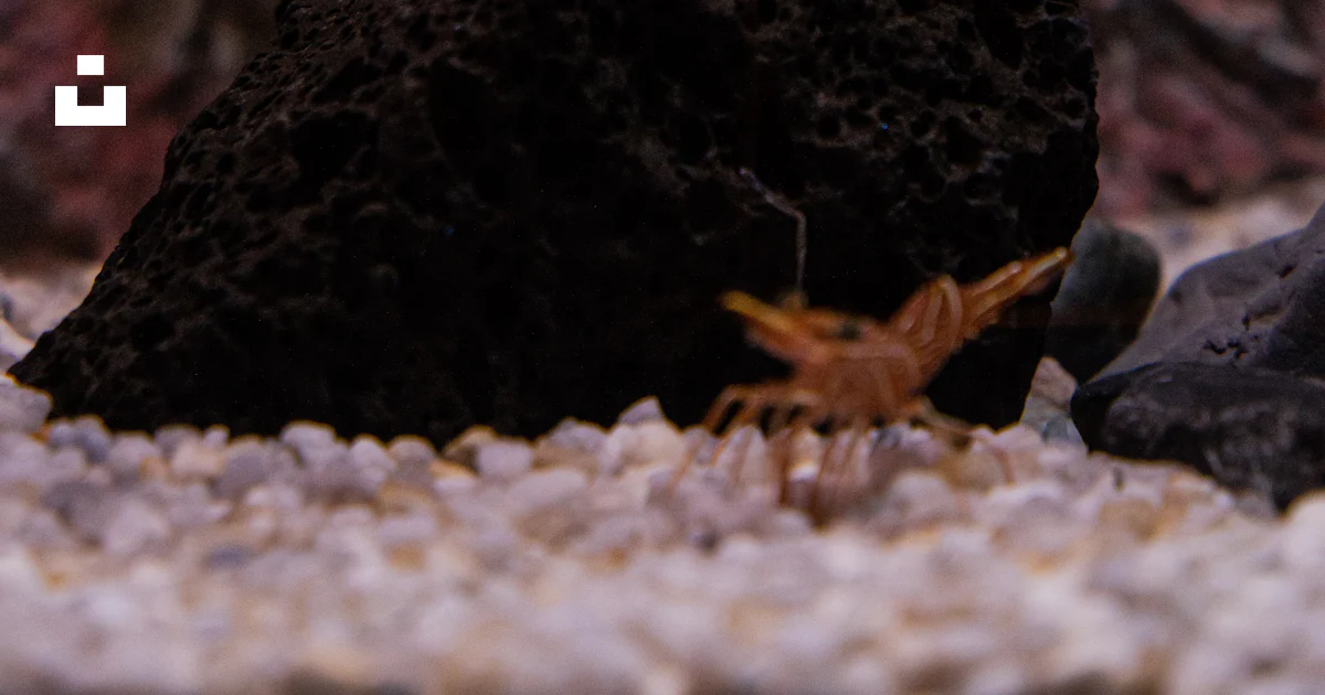 Insects Inside Rocks A close up of a small insect on a rock photo β Free Water Image on Unsplash