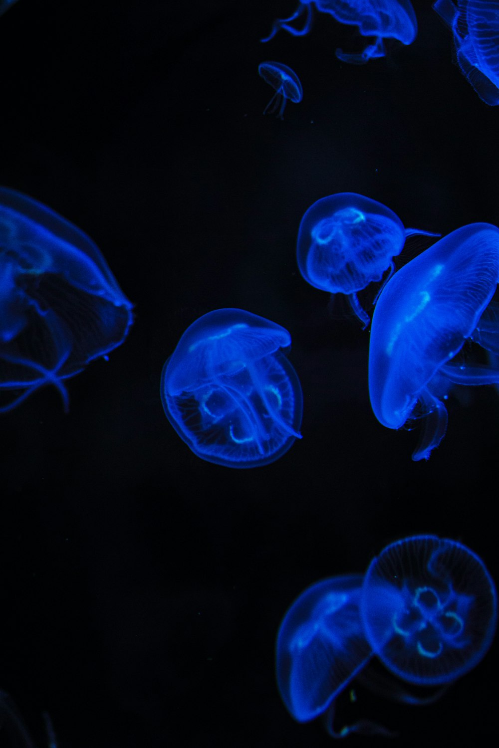Un gruppo di meduse che nuotano nell'acqua foto – Medusa Immagine gratuita  su Unsplash