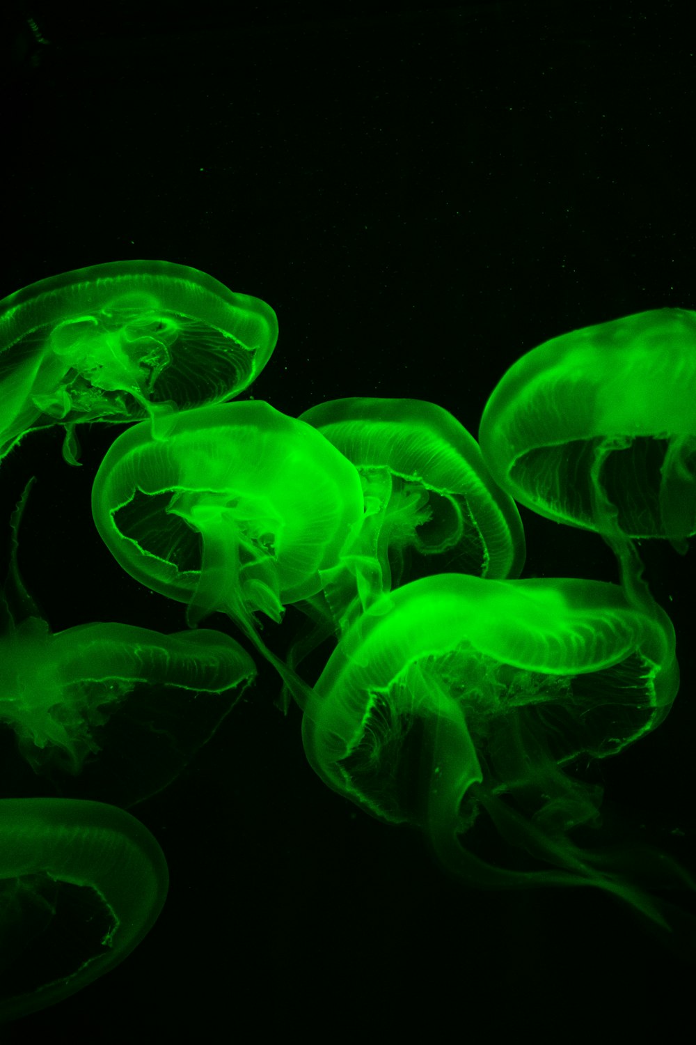 a group of jellyfish swimming in the dark