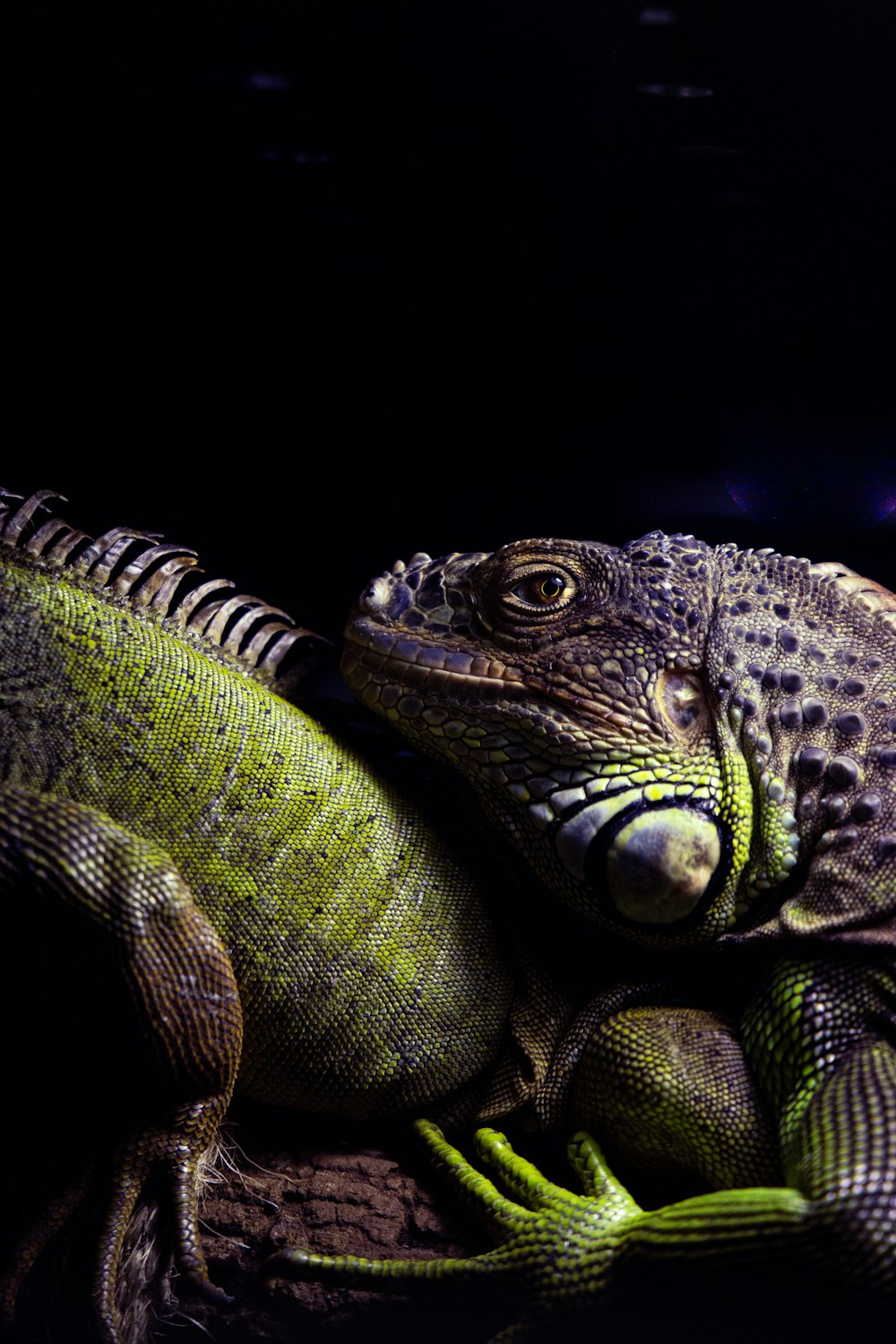 a couple of large lizards sitting on top of each other