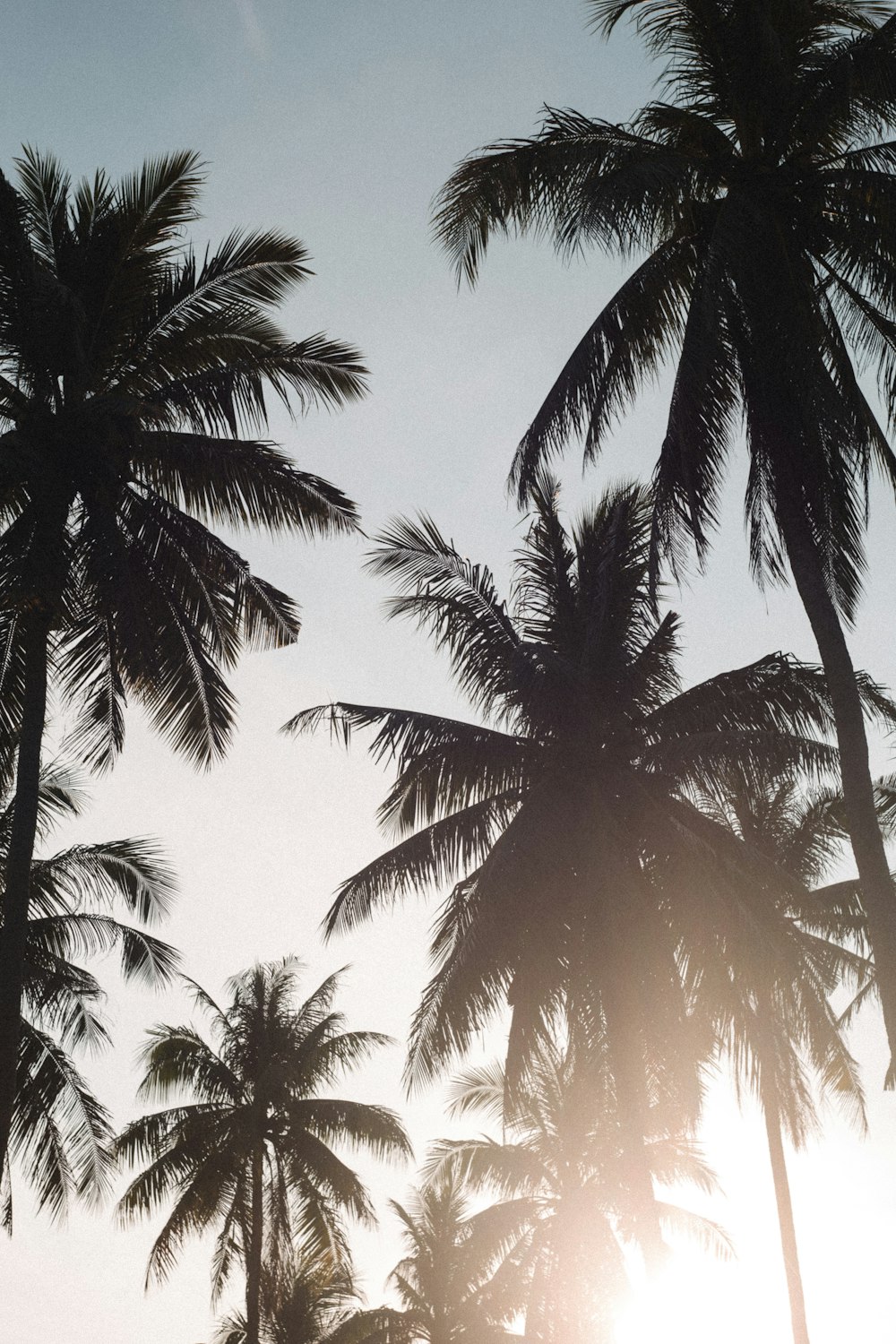 the sun is shining through the palm trees