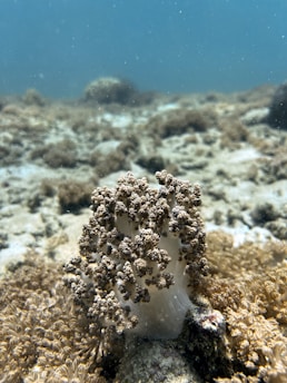 A close-up of coral underwater, surrounded by a seabed covered in sandy and rocky textures. The coral has a textured surface with clusters that resemble tiny mushrooms and is surrounded by various marine vegetation. The water is clear, allowing visibility of the seabed and distant marine life.
