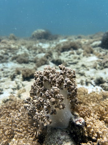 A close-up of coral underwater, surrounded by a seabed covered in sandy and rocky textures. The coral has a textured surface with clusters that resemble tiny mushrooms and is surrounded by various marine vegetation. The water is clear, allowing visibility of the seabed and distant marine life.