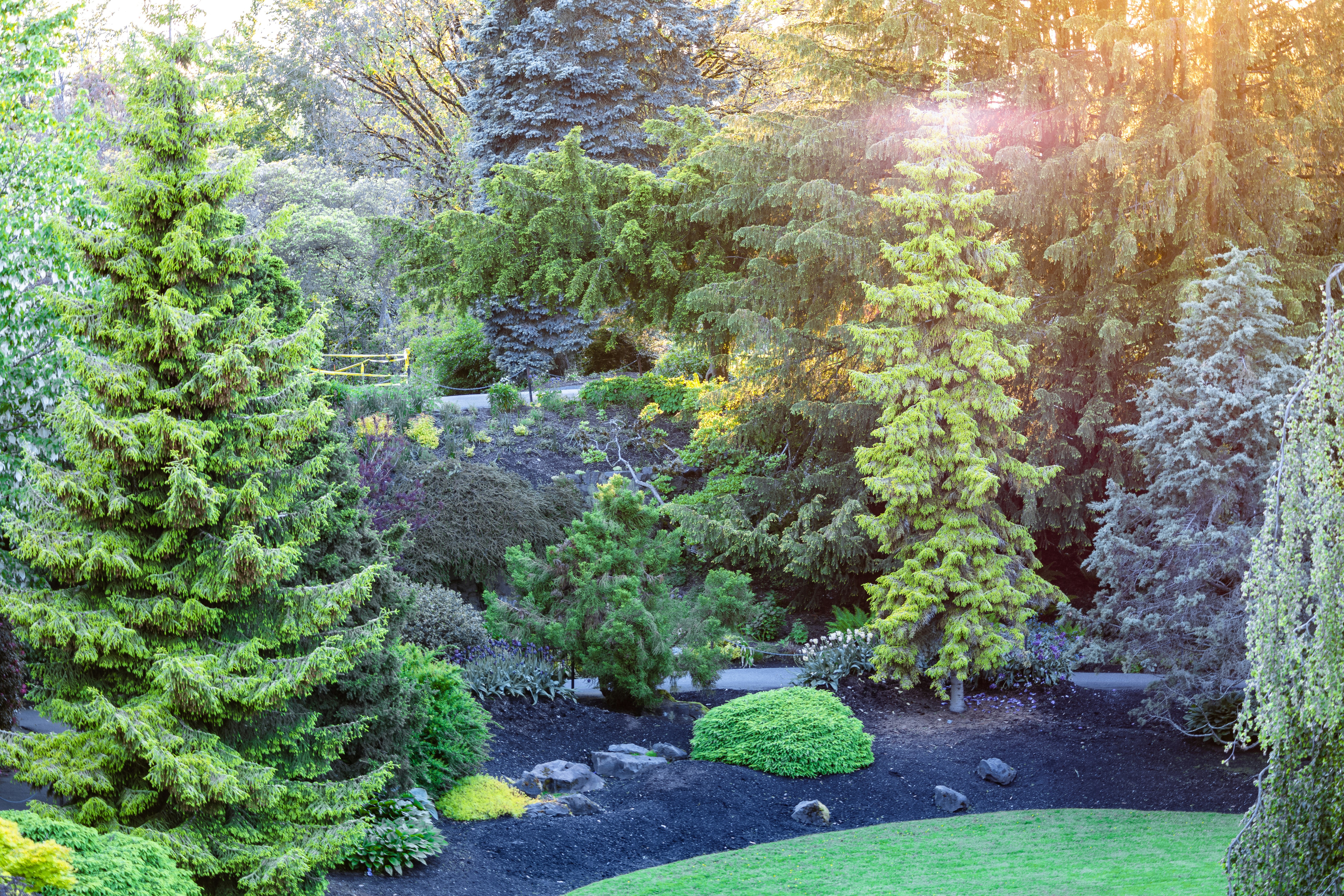 A lush, green garden filled with various types of tall coniferous trees and shrubs under the warm glow of sunlight. The landscape includes a manicured lawn and rock arrangements, evoking a sense of tranquility and natural beauty.