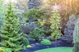 A lush, green garden filled with various types of tall coniferous trees and shrubs under the warm glow of sunlight. The landscape includes a manicured lawn and rock arrangements, evoking a sense of tranquility and natural beauty.