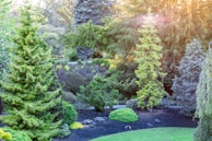 A lush, green garden filled with various types of tall coniferous trees and shrubs under the warm glow of sunlight. The landscape includes a manicured lawn and rock arrangements, evoking a sense of tranquility and natural beauty.