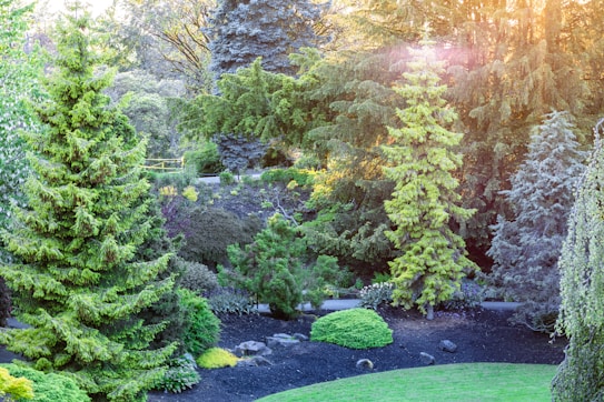 A lush, green garden filled with various types of tall coniferous trees and shrubs under the warm glow of sunlight. The landscape includes a manicured lawn and rock arrangements, evoking a sense of tranquility and natural beauty.