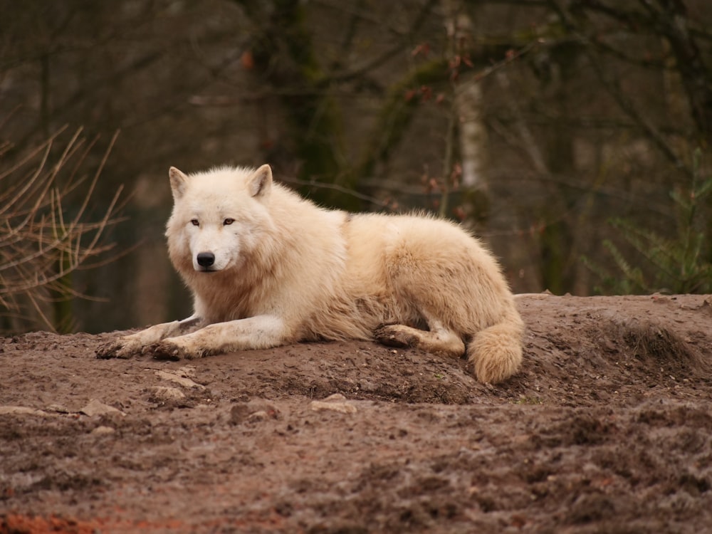 a white wolf laying on top of a dirt field