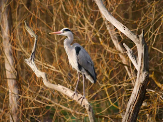 a bird is perched on a tree branch