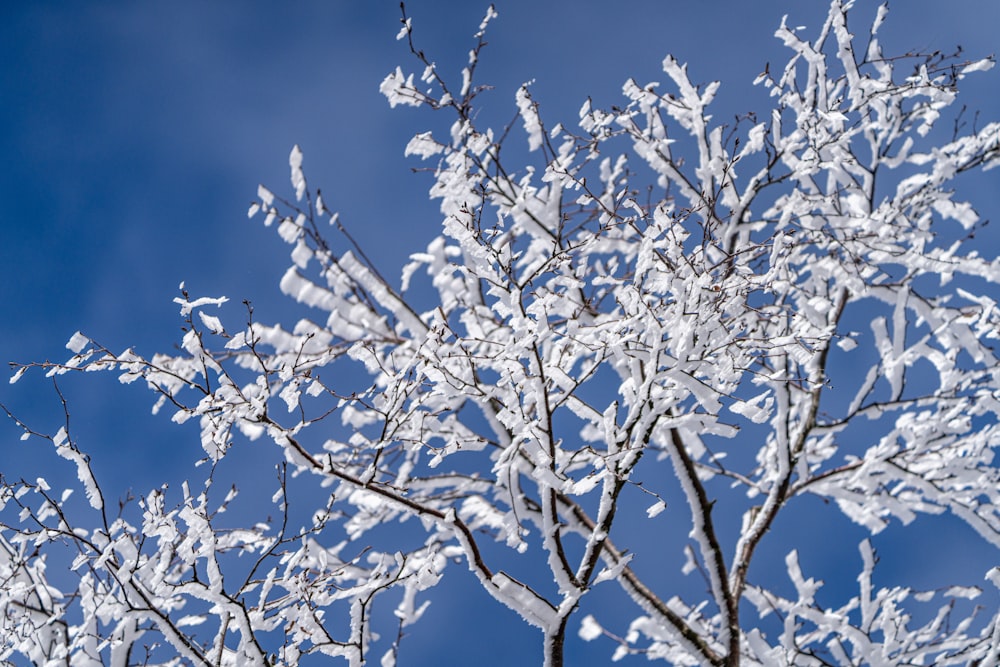 a tree covered in snow against a blue sky